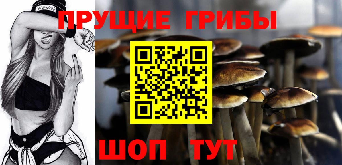 Галлюциногенные грибы Psilocybine cubensis Пенза